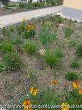 Muscari Übersicht I