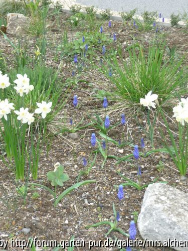 Muscari Übersicht II