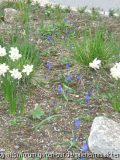 Muscari Übersicht II