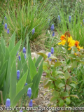 Muscari-Bach Detail