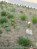 Muscari Übersicht