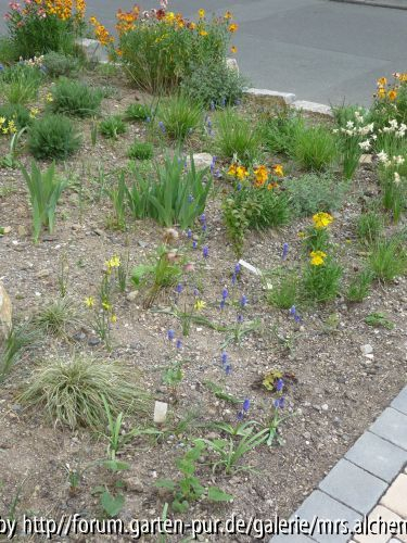 Muscari Bach