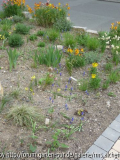 Muscari Bach