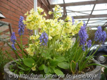 Schlüsselblumen und Perlhyazinthen