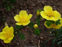 Rosa_pimpinellifolia-HelenKnight_14-3.jp