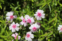 Phlox subulata 'Coral Eye'