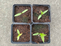 Halesia monticola vestita Germination La