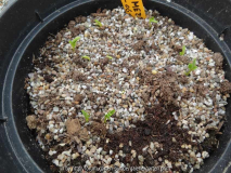 Daphne mezereum Germination April 2014