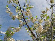 Halesia monticola var. vestita April 201