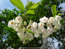 Halesia monticola var. vestita April 201