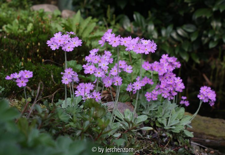 Primula frondosa