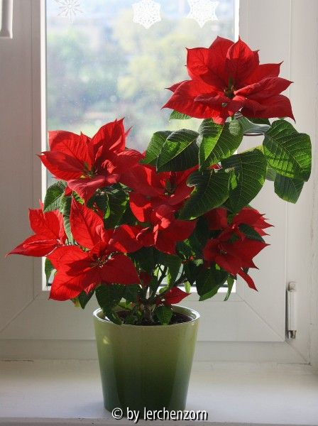 Euphorbia pulcherrima - Weihnachststern