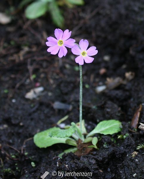 Primula frondosa