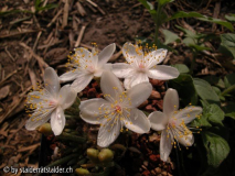 Avonia alstonii.jpg