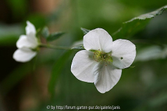 Rhodotypos scandens1