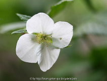 Rhodotypos scandens2