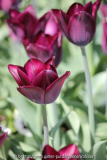 Tulpe 'Havran'