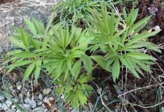 Paeonia intermedia evtl.