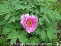 rosa einfach