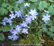 Phlox divaricata