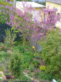 Cercis_siliquastrum_14-1.jpg