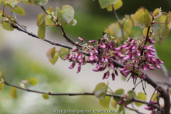 Cercis, Mai 2013