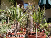 Xerophyta dasilyrioides