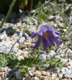 Pulsatilla violacea