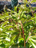 Paeonia-Bowl_of_Beauty_14-1.jpg