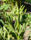 Paeonia-Jan_van_Leuven_14-1.jpg