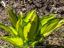 Hosta-Justine_14-1.jpg