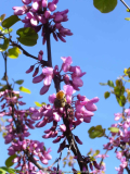 Cercis_siliquastrum_14-2.jpg