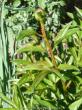 Paeonia-Buckeye-Belle_14-1.jpg