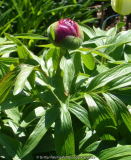 Paeonia-rot_gefüllt_14-1.jpg