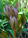 Paeonia-Sarah_Bernhard_14-1.jpg