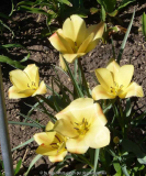 Tulipa_kolpakowskiana_14-1.jpg
