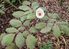Paeonia obovata