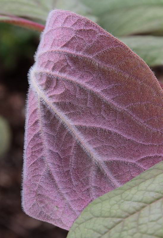 Paeonia obovata