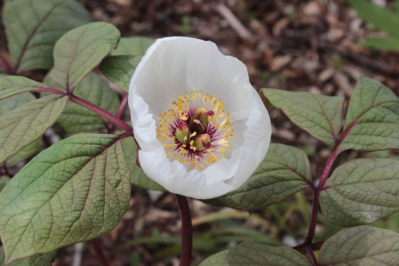 Paeonia obovata