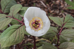 Paeonia obovata