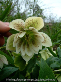 Helleborus_Peters-2