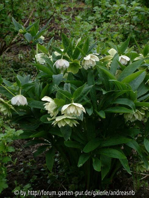 Helleborus_Peters-1