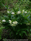 Helleborus_Peters-1