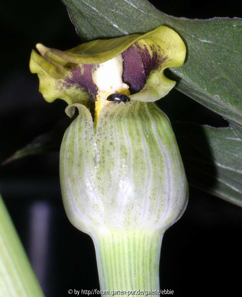 Arisaema flavum mit Besucher