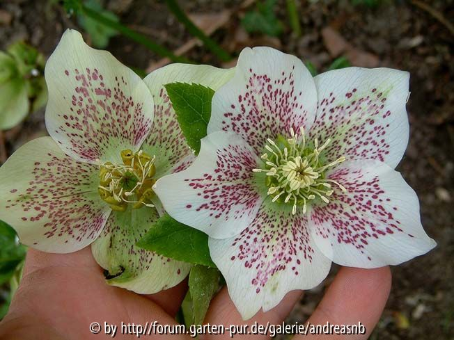 Helleborus_weiss-rote-Punkte