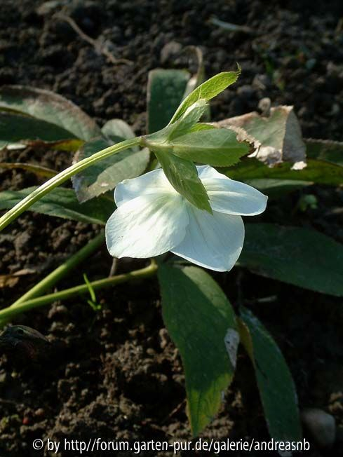 Helleborus_KL-1
