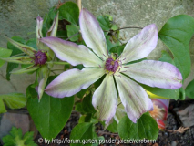 clematis dawn.jpg