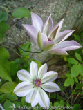 clematis matilda 2.jpg