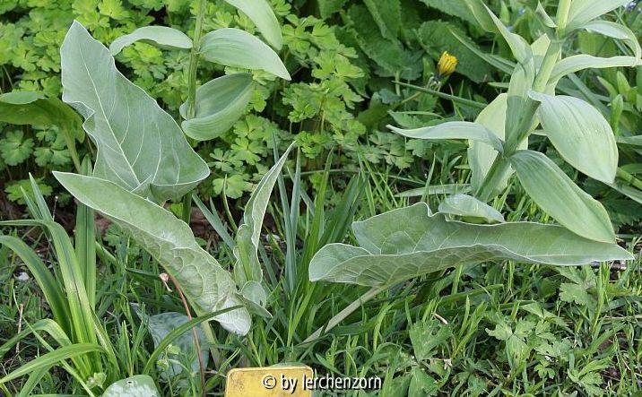 Balsamorhiza sagittata