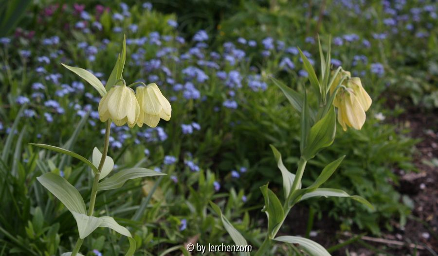 Fritillaria pallidiflora
